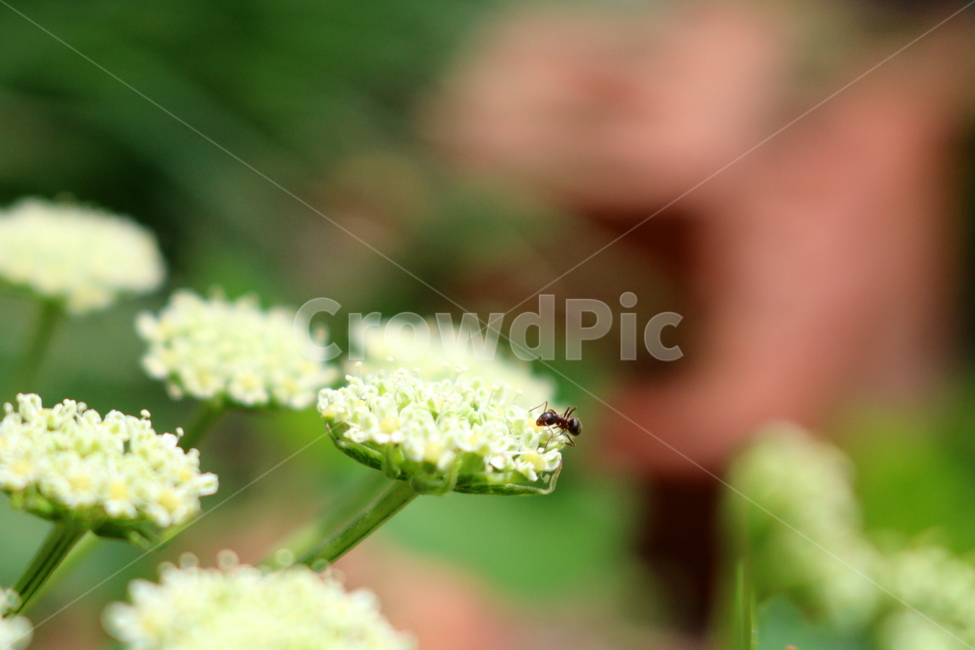 Herbs,white flower,Ssam vegetables,nature,windbreak flower,ant,Agricultural products,vegetable,small flower,flower,wildflowers,Perilla oil sprouts,plant,insect,windbreak greens