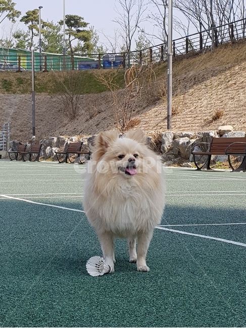 강아지,개,반려견,운동,산책,셔틀콕,동물,animal,포유류,mammal,개,강아지,dog,doggy