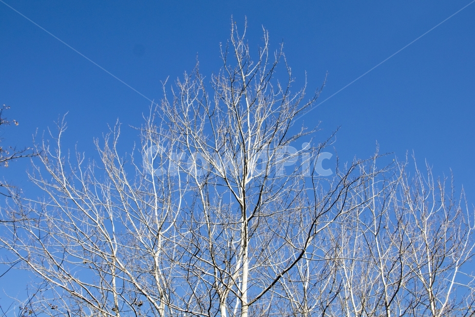 여행사진,풍경사진,나무,숲,배경,겨울,계절,winter,season,식물,자연,plants,nature,나무,trees,wood