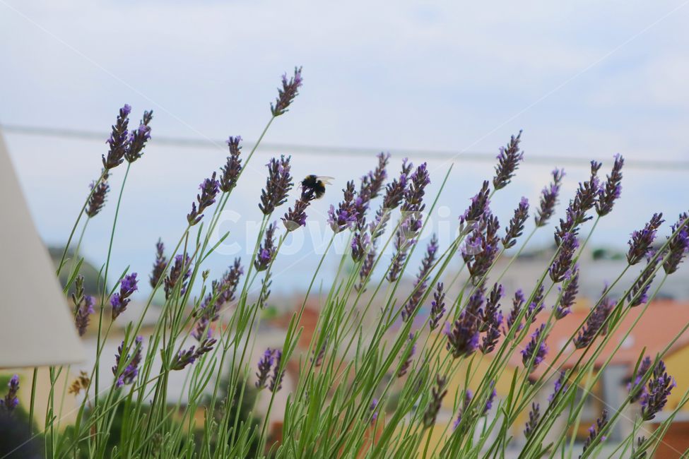 plant,식물,herb,허브,라벤더,lavender,보라색,purple,violet,벌,bee,식물,자연,plants,nature
