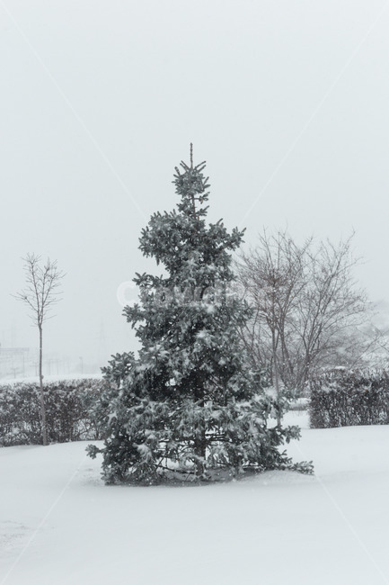 눈,겨울,러시아겨울,러시아,snow,winter,russia,겨울,계절,winter,season
