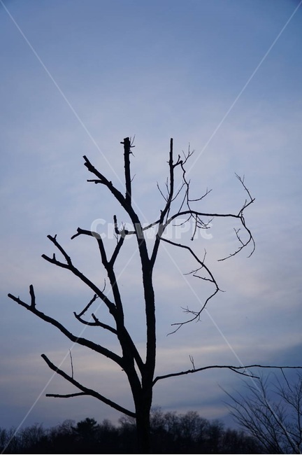 나무,나뭇가지,일몰,하늘,황혼,저녘,sky,tree,감성,일상,식물,자연,plants,nature,나무,trees,wood