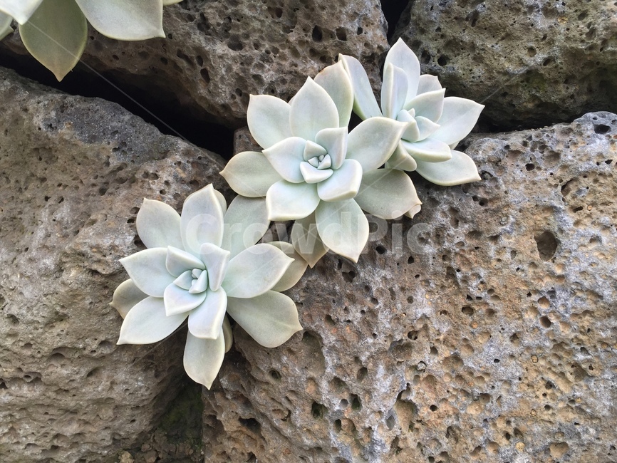 식물,돌담,다육이,succlent,plants
