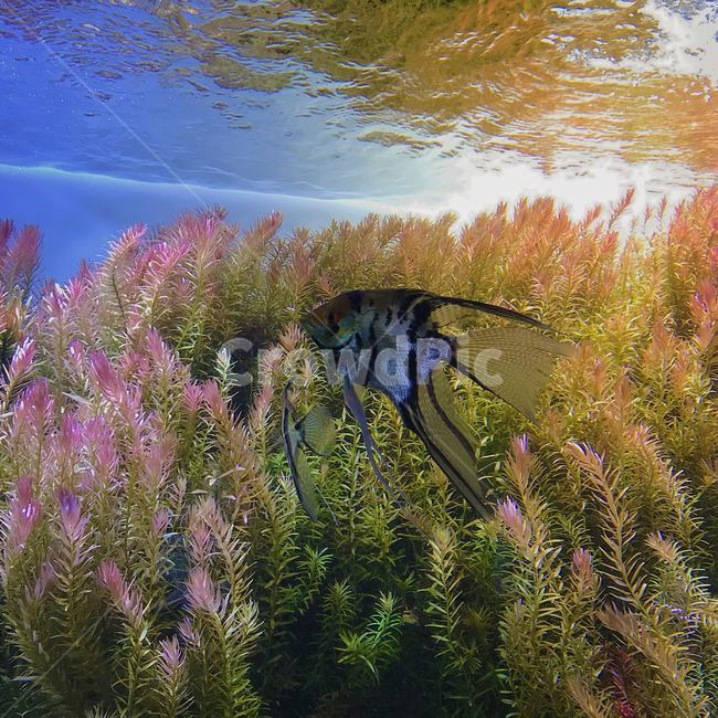 물고기,fish,underwater,acqua,bush,식물,어류,물고기,fish