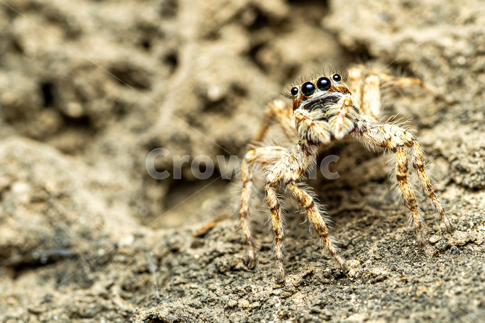 거미,깡총거미,곤충,무척추동물,spider,macro,담장,인도