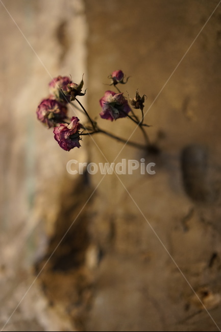 장미,드라이플라워,콘크리트,rose,꽃,꽃,flower,감성,sensible,feeling,빈티지사진,빈티지느낌,빈티지감성,vintage