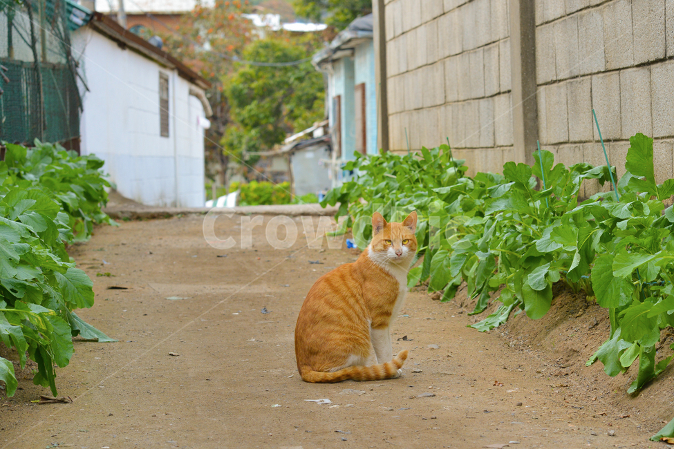 동물,고양이,animal,cat,길고양이,도둑고양이,시골고양이,치즈고양이,동물,animal,포유류,mammal,고양이,cat,kitten,kitty