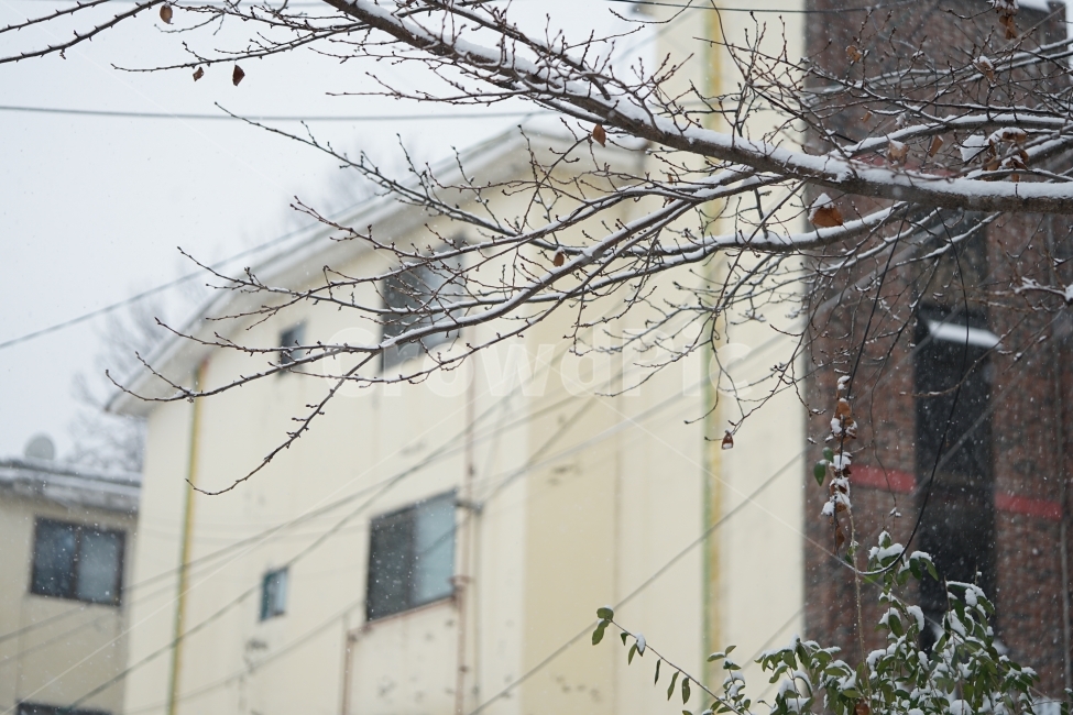 눈,설경,풍경,풍경사진,겨울,겨울이야기,윈터,winter,계절,추위,눈내리는날,감성,감성사진,겨울풍경,느낌,나무,snow,스노우,바람,한파,날씨,하얀색,화이트,흰색,겨울,계절,winter,season,도시,풍경,city,landscape,한국도시풍경,한국도시경관,korea cityscape