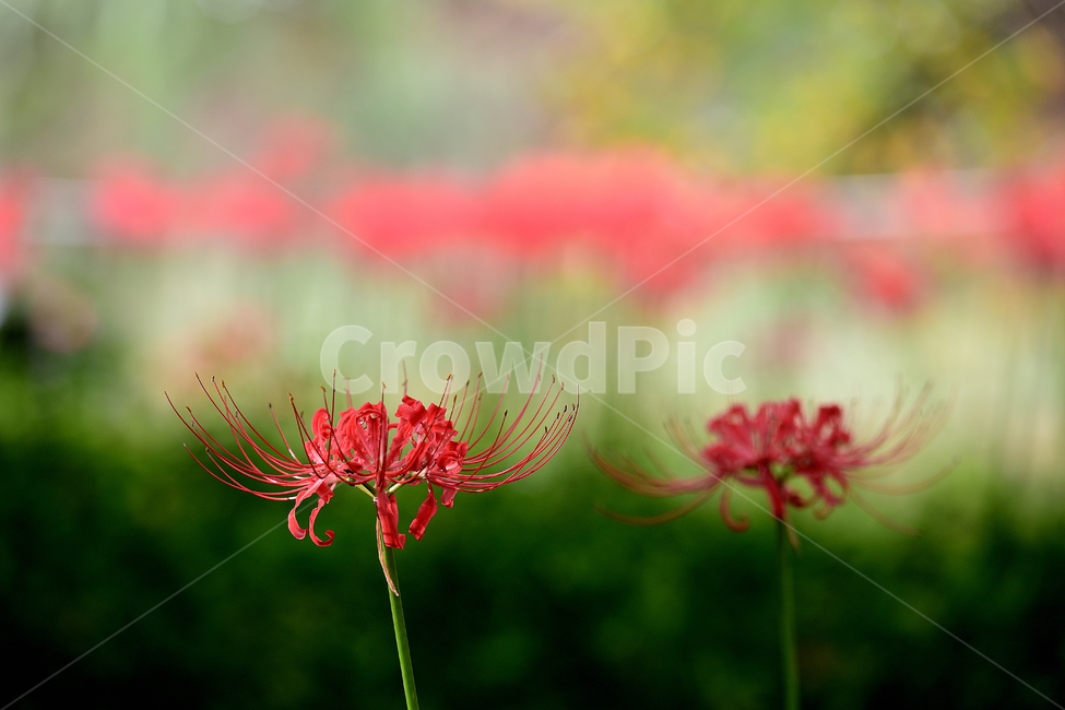 꽃무릇,상사화,석산,연인,존재,식물,자연,plants,nature,꽃,flower
