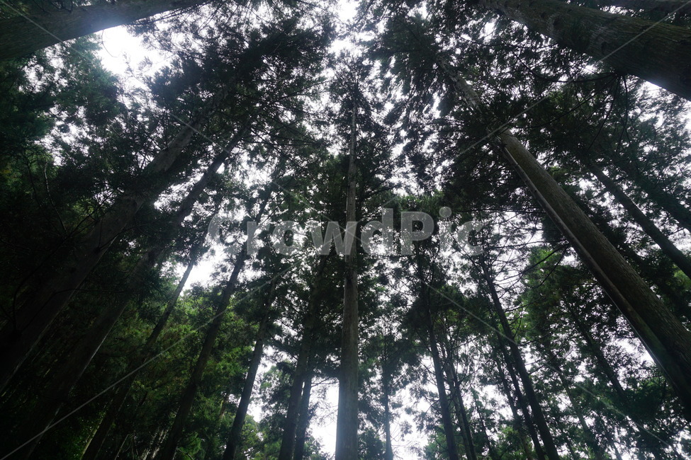편백나무,편백나무숲,나무,울창한,숲,숲속,식물,자연,plants,nature,나무,trees,wood