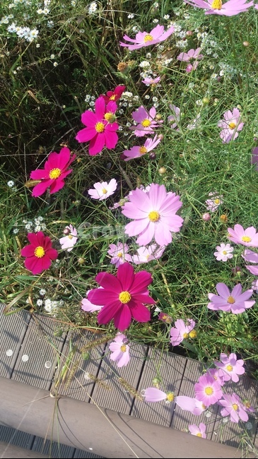 꽃,가을,코스모스,분홍,cosmos,flower,autumn,fall,pink,가을,계절,fall,autumn,season,식물,자연,plants,nature,꽃,flower,plant,geranium,제라늄,blossom