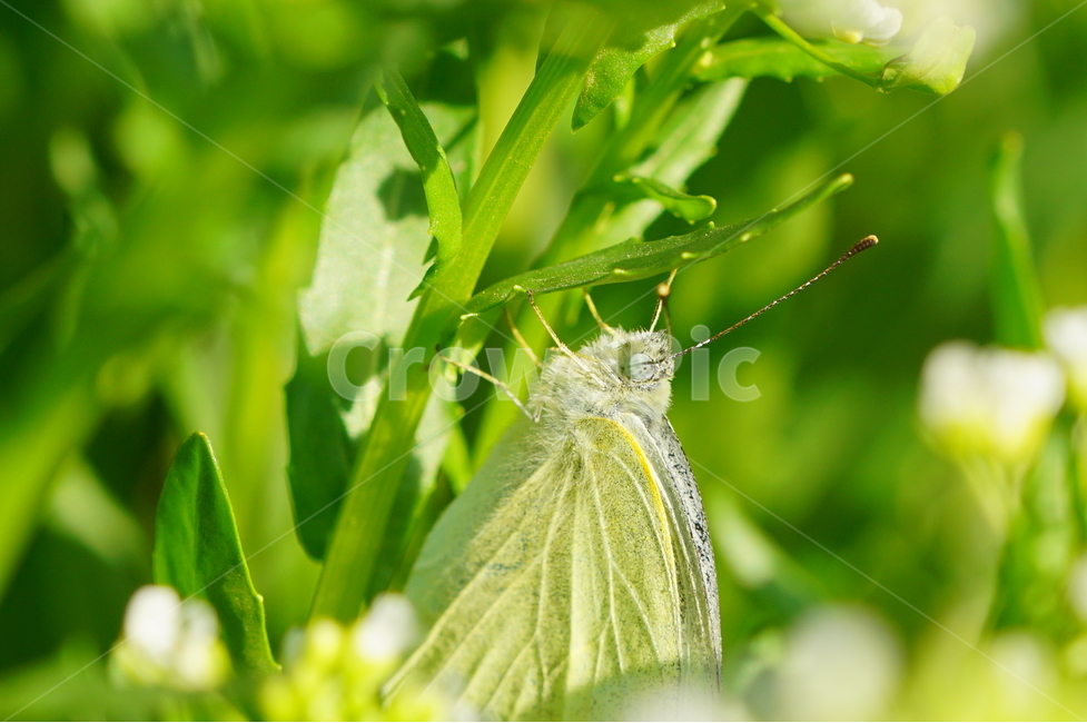 나비,곤충,초록,배경,공원,동물,animal,곤충,벌레,insect,bug,휴식,힐링,rest,relaxation,healing