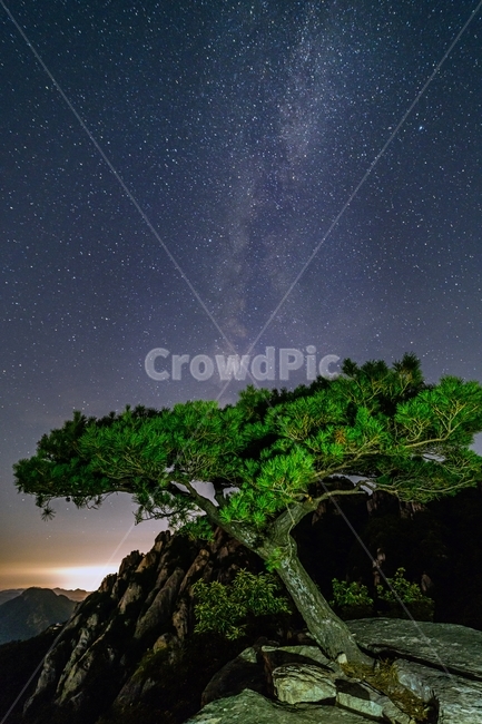 은하수,대둔산,소나무,풍경,나무,자연,풍경,nature,landscape,야경,밤,nightscape,night,outdoors,옥외