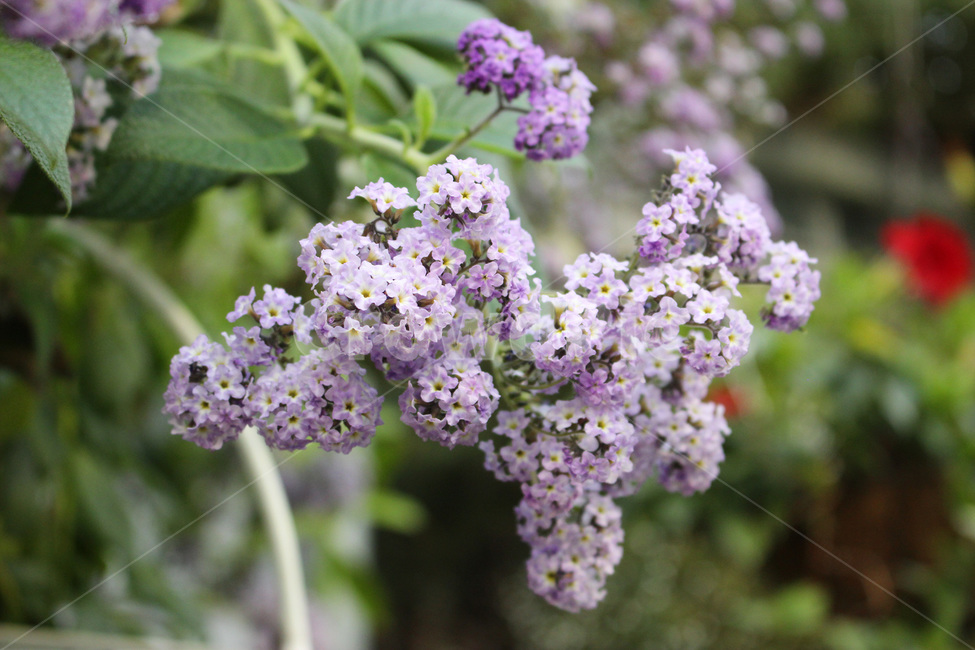 plant,식물,blossom,꽃,flower,수국,보라색,purple,정원,garden,가든,식물,자연,plants,nature,꽃,flower