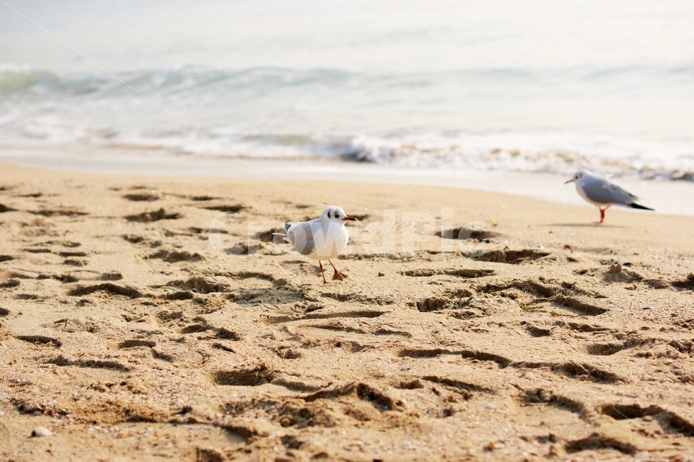바닷가,갈매기,새,모래사장,평화,해변,바다,beach,sea,동물,animal,조류,새,birds