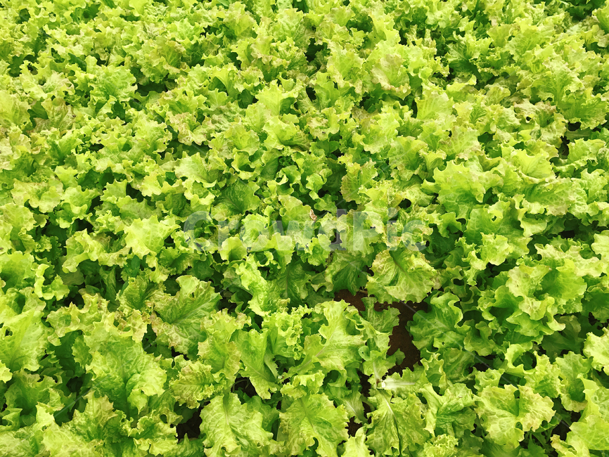 상추,채소,밭,음식,야채,식물,쌈,food,lettuce,vegetable,자연산,식재료,유기농,농사,밭농사,재배,상추밭,식이섬유,음식,식재료,요리,food,cook,meal,dishes,food reserves,채소,야채,vegetables