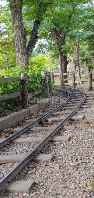 traintrack,기찻길,rail,레일,railway,철도,나무