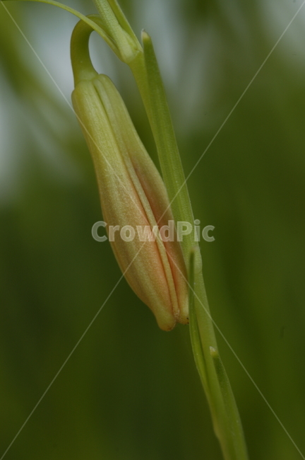 식물,flower,꽃,나리꽃,화분