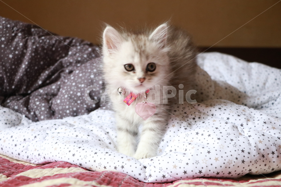 cat,페르시안,페르시안고양이,고양이,아기고양이