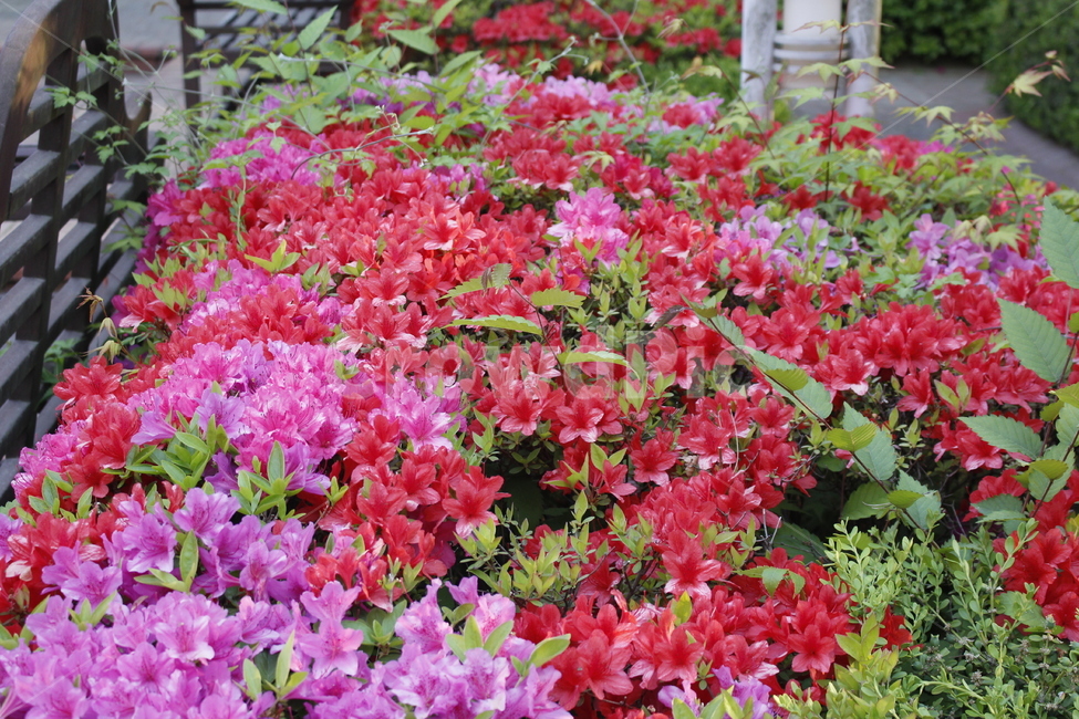 꽃밭,정원,화단,꽃,식물,식물,자연,plants,nature,꽃,flower