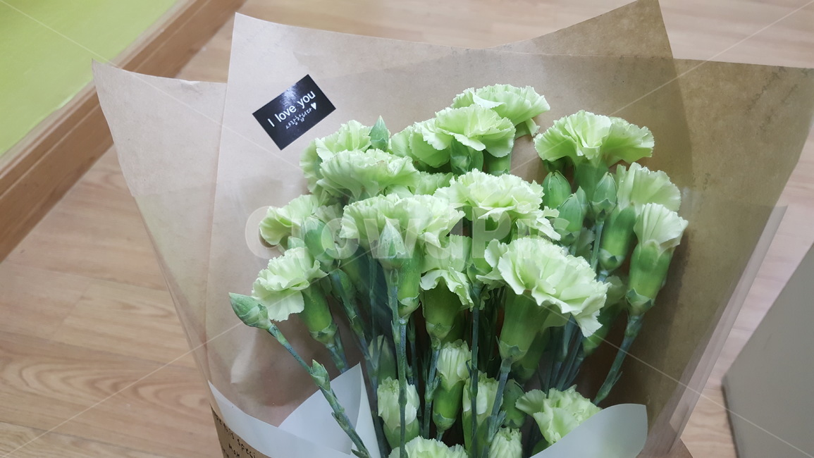 꽃,카네이션,식물,축하,기념일