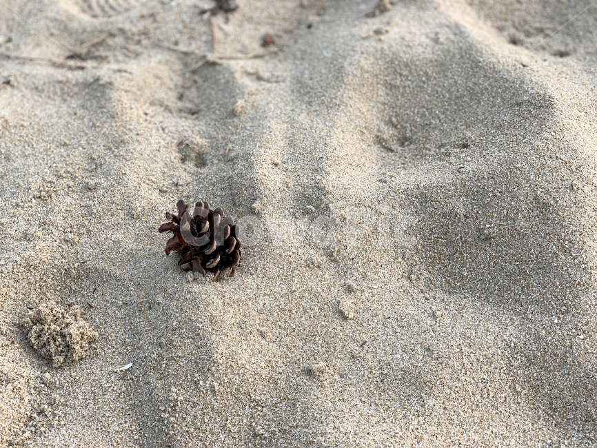 해변,모래사장,모래,자연,솔방울,해변,바다,beach,sea