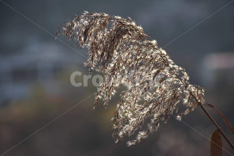 식물,풀,잡초,갈대,commonreed,식물,자연,plants,nature
