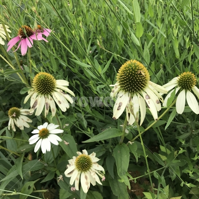 에키네시아,에키나세아,에키나시아,자주천인국,국화과,여러해살이풀,Echinacea,약재,치료재,북아메리카,식물,꽃,Flower,식물,자연,plants,nature,꽃,flower