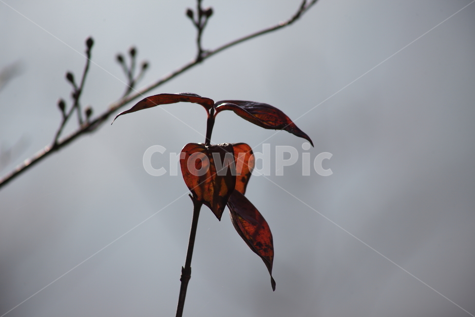 단풍,잎,식물,가을,redleaves,가을,계절,fall,autumn,season