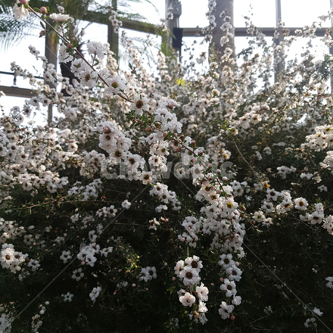 꽃,식물,자연,봄,flower,spring,식물원,화원,온실,식물,자연,plants,nature,꽃,flower