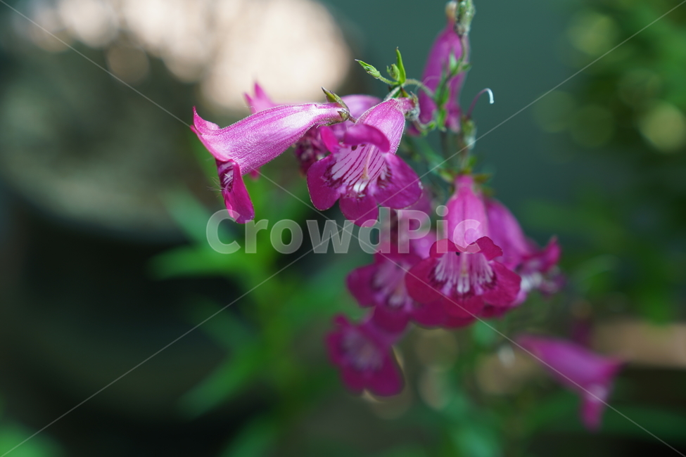 꽃,blossom,식물,flower,수려한,식물,자연,plants,nature,꽃,flower