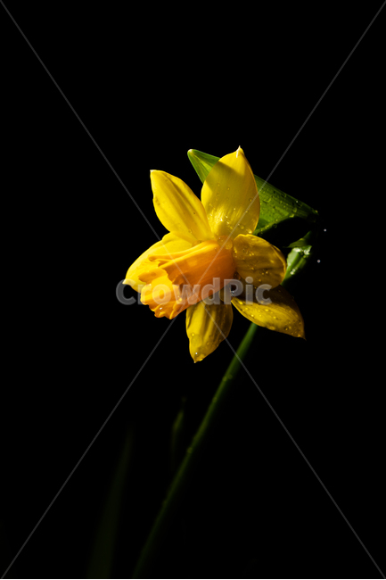 꽃,flower,flow,봄꽃,flowerphotography,식물,자연,plants,nature,꽃,flower