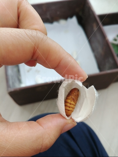 번데기,누에,누에고치,곤충,자연