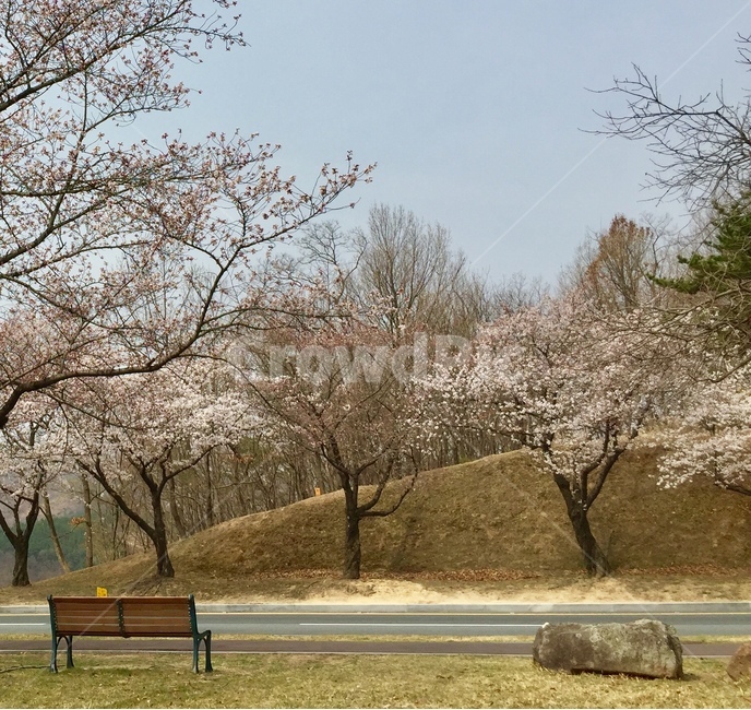 벚꽃,벤치,공원,봄,잔디,봄,계절,spring,season,자연,풍경,nature,landscape,plant,식물,bench,furniture,가구