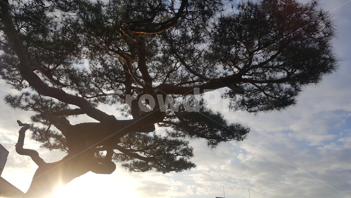 plant,식물,tree,나무,treetrunk,나무줄기,자연