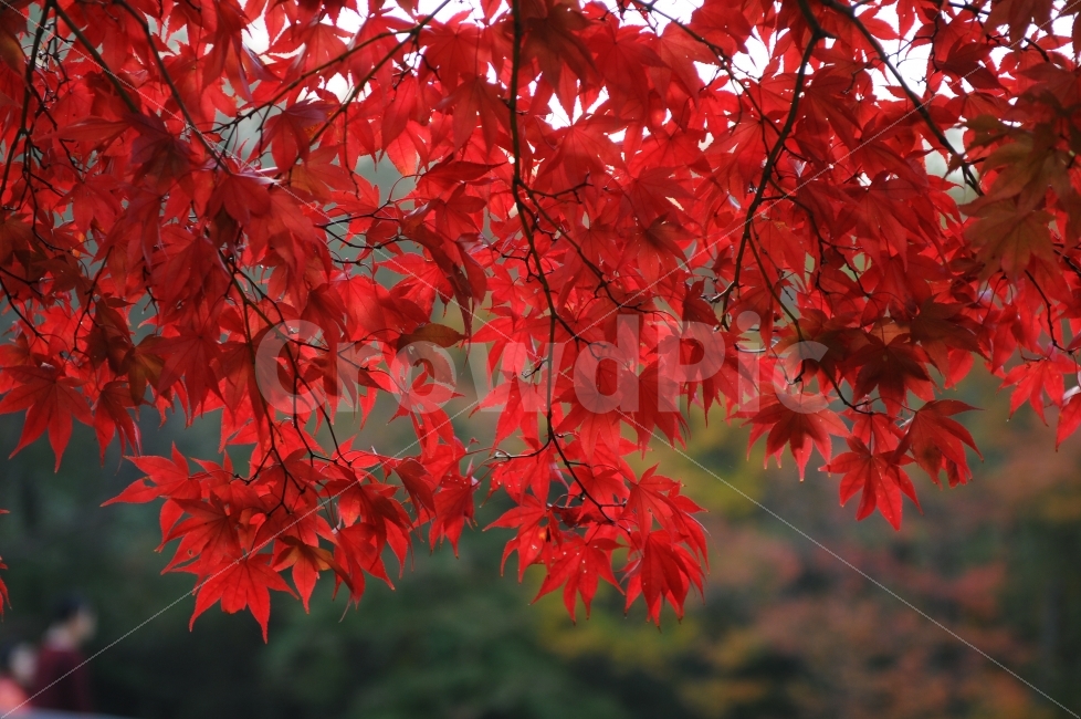 가을,낙엽,단풍,색감,10월,가을,계절,fall,autumn,season,식물,자연,plants,nature,leaf,잎,plant,tree,나무,maple