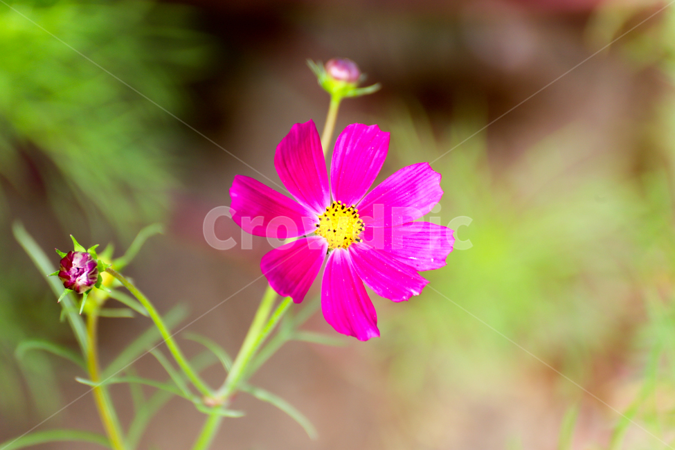 코스모스,꽃,자연,cosmos,flower,nature,식물,자연,plants,nature,꽃,flower