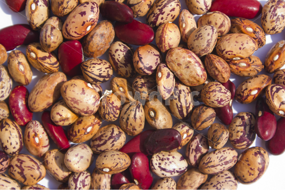 cranberrybean,콩,호랑이콩,호랑이강낭콩,얼룩,무늬,식재료,vegetable,갈색,브라운,빨강,레드,붉은색,곡류,곡식,음식,흰배경,탑,탑뷰,탑앵글,모아놓은,모으기,농작물,음식재료,콩류,모아둔,자연,식물,열매,많은,다수