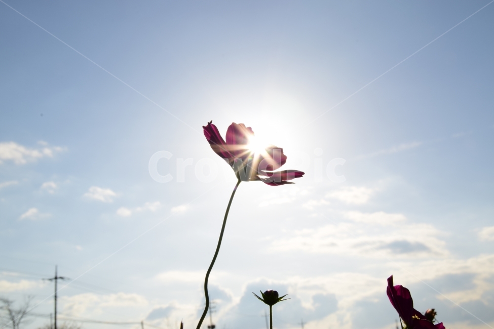 가을,꽃,코스모스,식물,빛,태양,가을,계절,fall,autumn,season,식물,자연,plants,nature,꽃,flower,flare,플레어,light,sunlight,햇빛