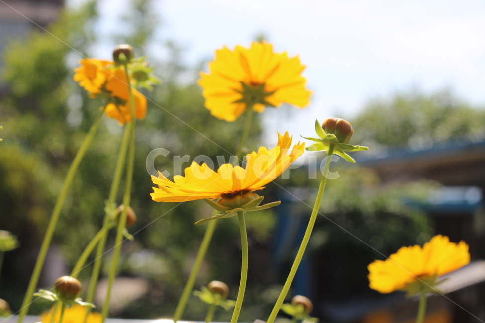 하늘,꽃,햇살,나뭇잎,코스모스,식물,자연,plants,nature,꽃,flower