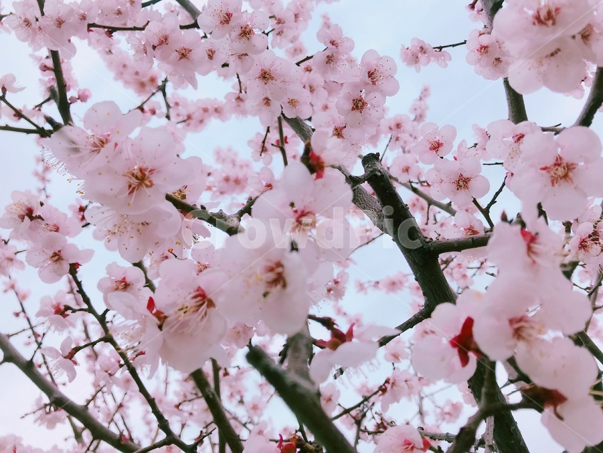 봄,벚꽃,사랑,분홍,핑크,하늘,봄,계절,spring,season,plant,식물,flower,꽃,blossom