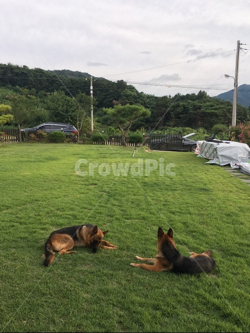 개,dog,자연,잔디,새퍼트,동물,animal,포유류,mammal,개,강아지,dog,doggy