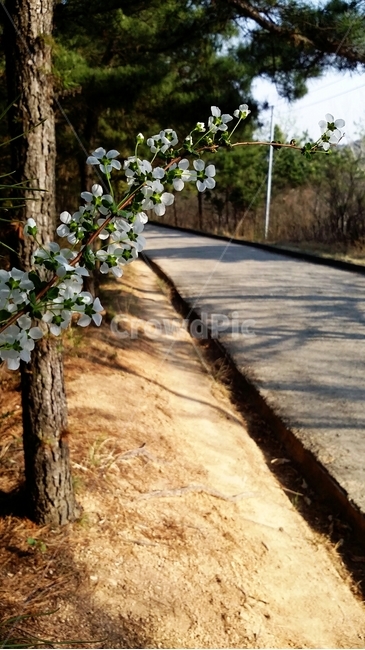 봄,벚꽃,산책,꽃,길,spring,load,flower,식물,자연,plants,nature,꽃,flower