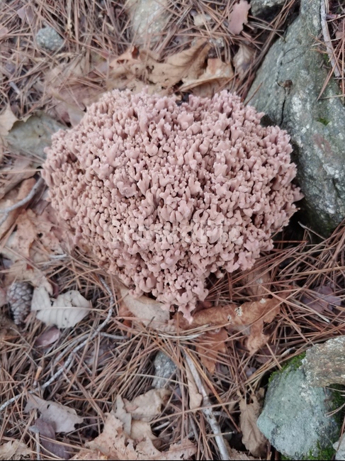 진균류,버섯,참싸리버섯,mushroom,야생버섯,버섯,mushroom