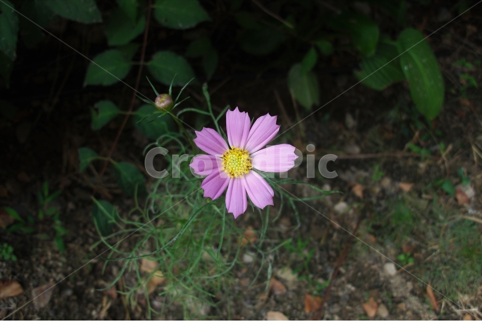 코스모스,꽃,식물,자연,늦여름,가을,가냘픈,가녀린,cosmos,plant,bloom,flower,latesummer,fall,식물,자연,plants,nature,꽃,flower