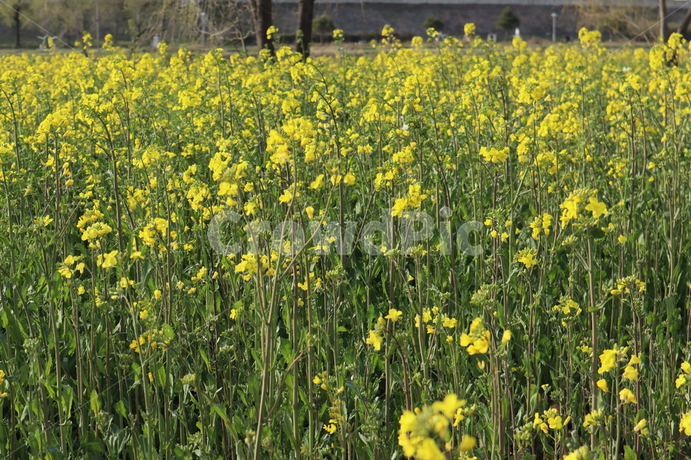 들,자연,농촌,field,grassland,유채꽃밭,유채꽃,꽃,들꽃,노랑,순수,힐링,노란꽃,봄,풍경