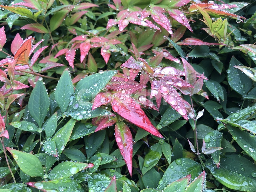 빗방울,식물,비,plant,raindrop,rain,식물,자연,plants,nature