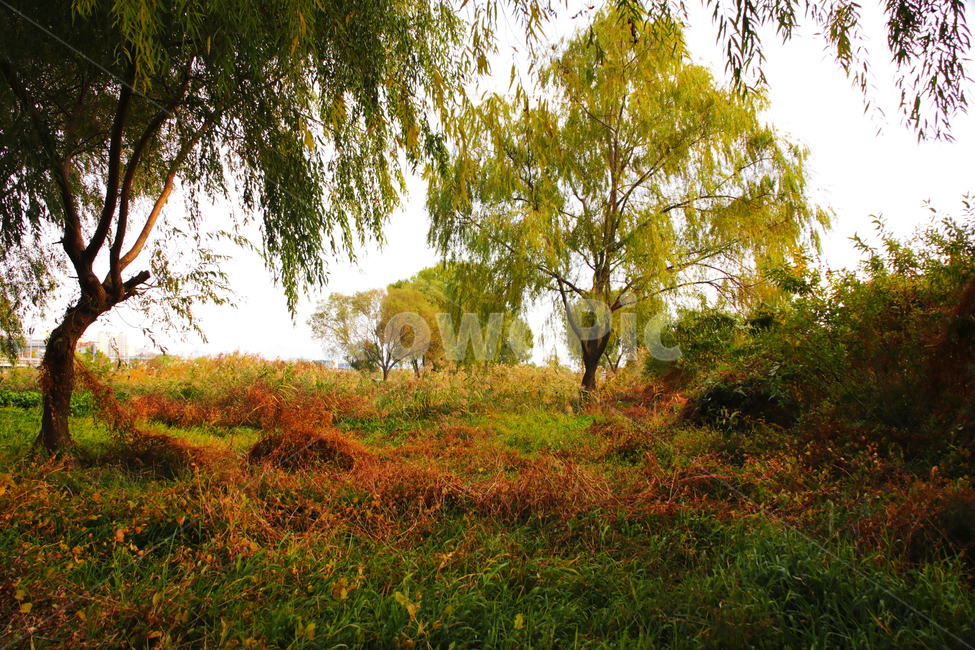 산,숲,들판,나무,하천,강가,가을,낙엽,자연,풍경,nature,landscape,tree,plant,식물