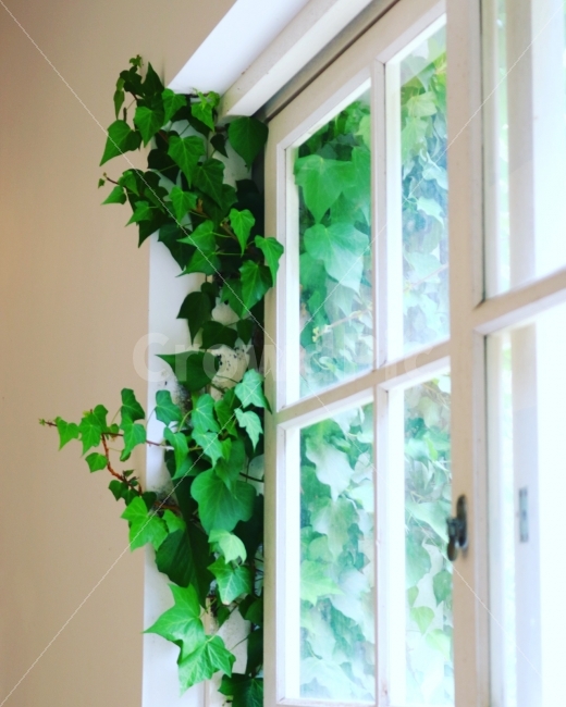 창문,잎,까페,분위기,자연,밝음,이미지,햇살,스냅,식물,자연,plants,nature,인테리어,실내디자인,interior design