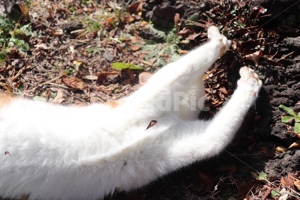 고양이,한국고양이,cat,기지개,젤리발바닥,냥이,착한,순한,얌전한,나른한,졸린,기지개피는,길고양이,동물,animal,포유류,mammal,고양이,cat,kitten,kitty